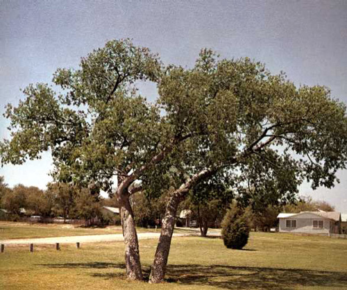 Plainview Hackberries-1969